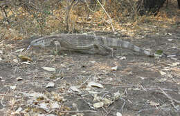 Image of White-throated Monitor