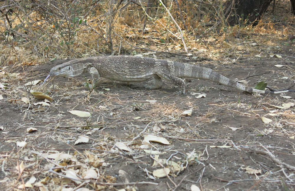 Image of White-throated Monitor