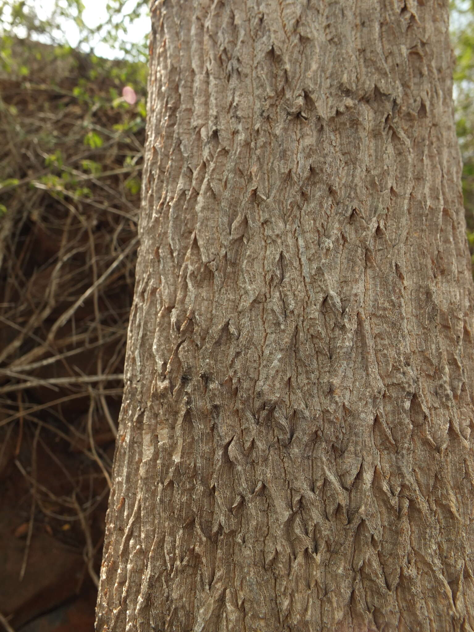 Imagem de Moringa concanensis Nimmo