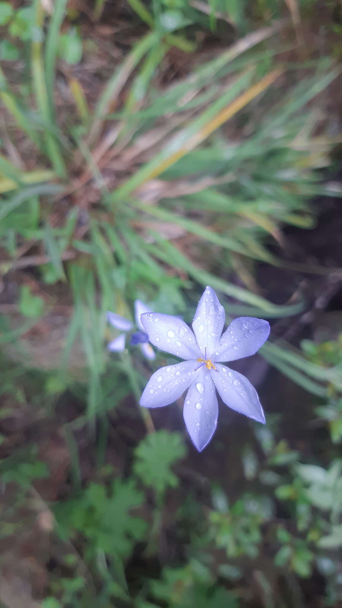 Orthrosanthus exsertus (R. C. Foster) Ravenna的图像