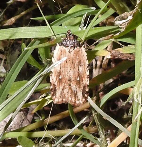 Image de Agonopterix atrodorsella Clemens 1863