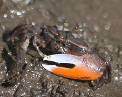 Image of American red fiddler