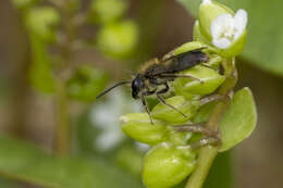 Andrena anisochlora Cockerell 1936 resmi