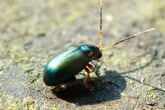 Image of <i>Aphthona strigosa</i>