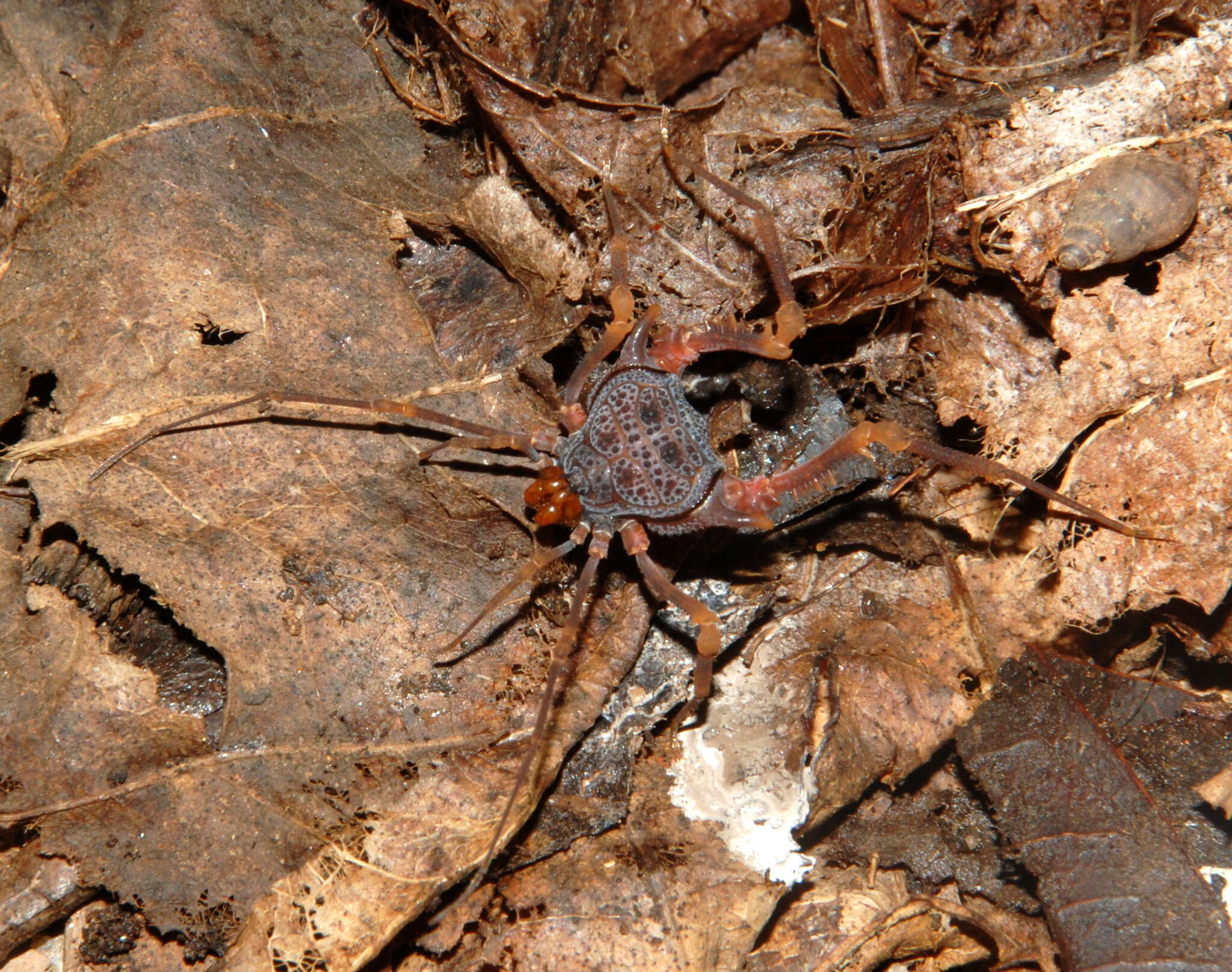 Image of Amazochroma pedroi Carvalho & Kury 2018