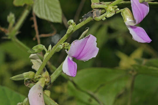 Image of tropical kudzu