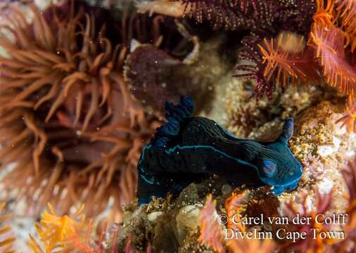 Image of Black nudibranch