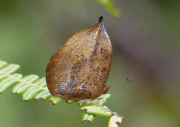 Image of Heteropsis drepana Westwood (1850)