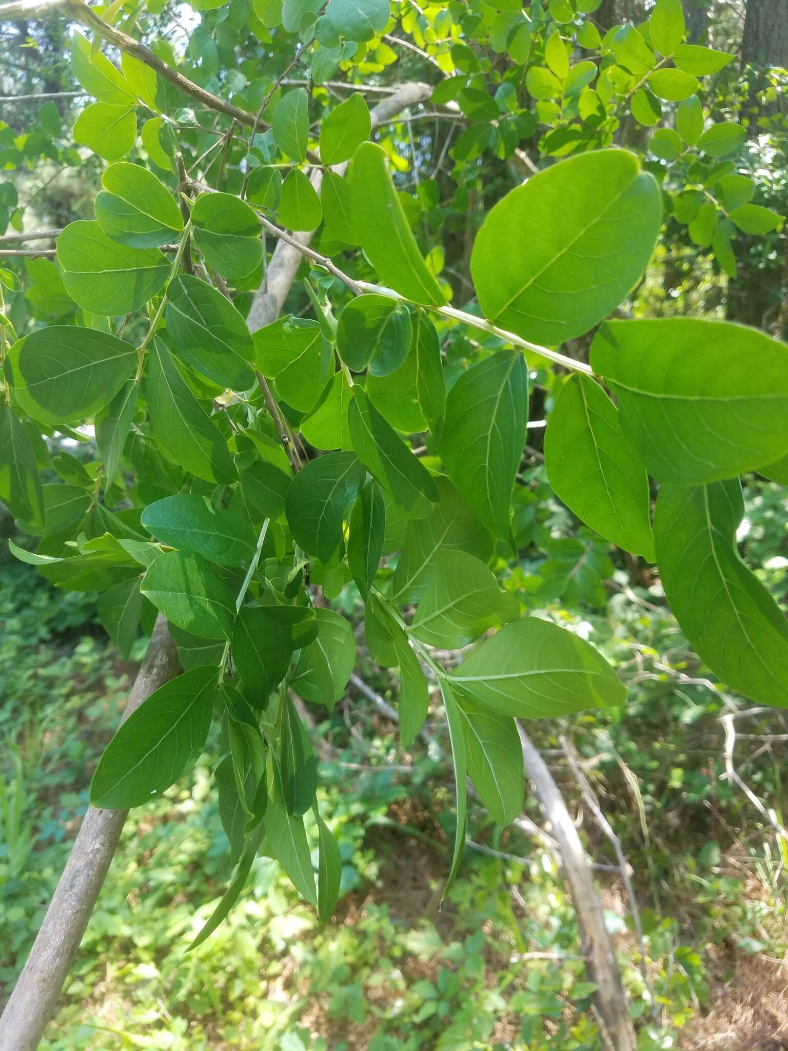 Image of Crape myrtle