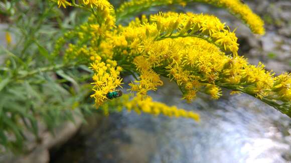 Image of Canada goldenrod