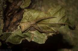 Слика од Sidymella longipes (L. Koch 1874)
