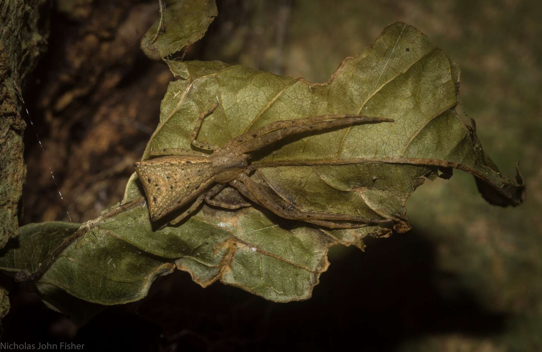 Слика од Sidymella longipes (L. Koch 1874)