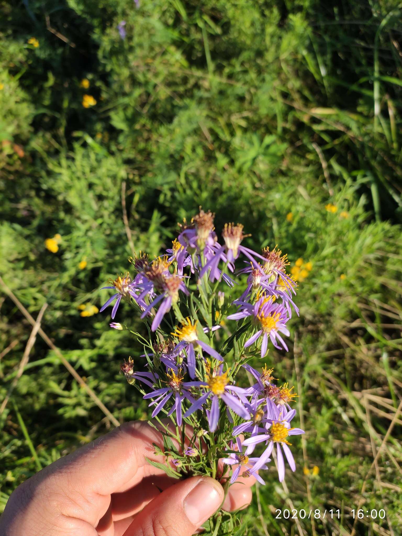 Image of Rhone Aster