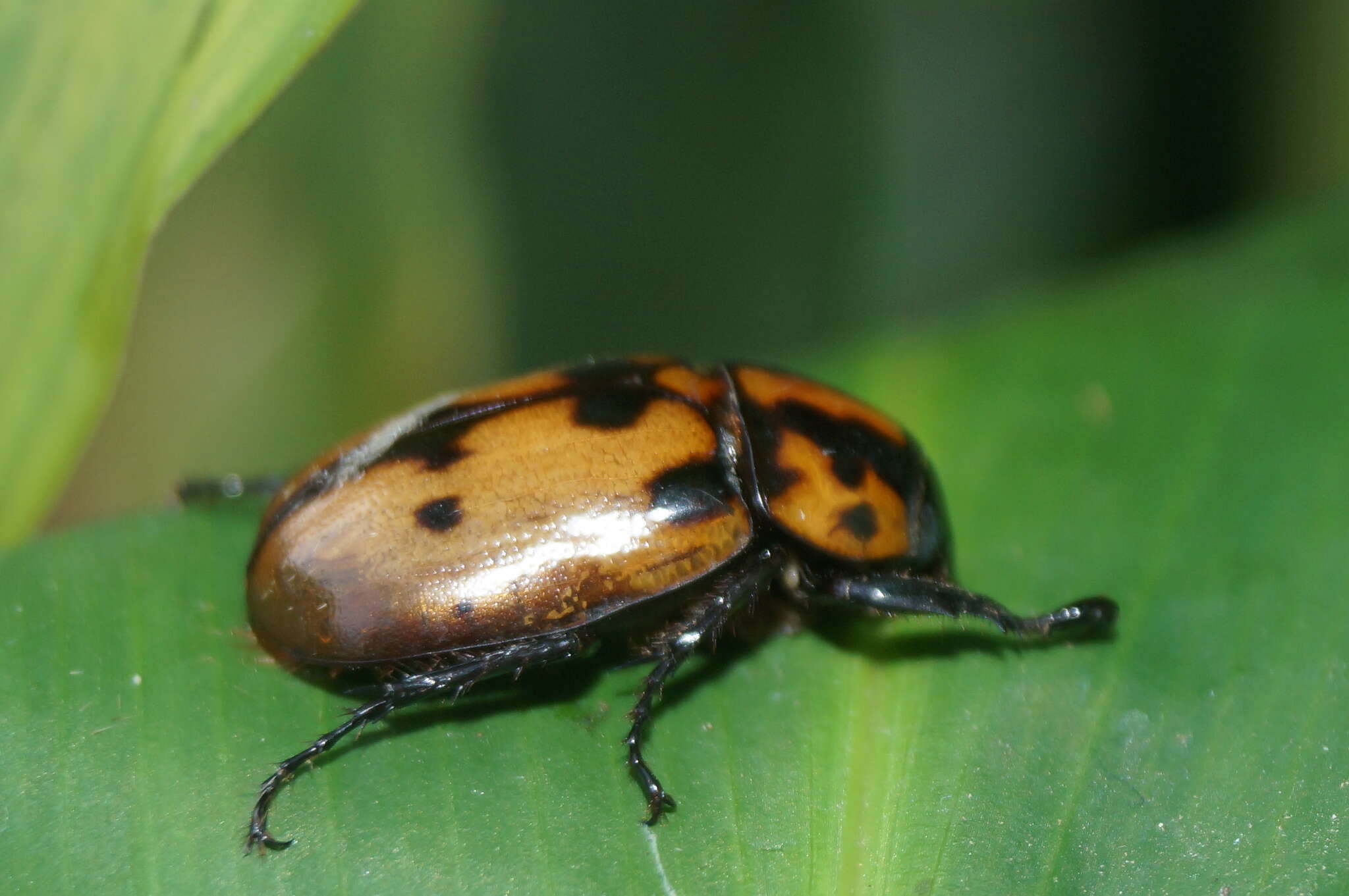 Image of Cyclocephala mafaffa Burmeister 1847