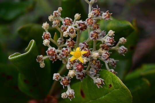 Imagem de Argophyllum grunowii Zahlbr.