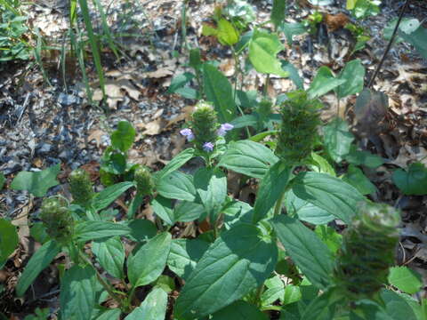 Image of common selfheal