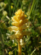 Image of bean broomrape