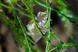 Image of Malawi Stumptail Chameleon