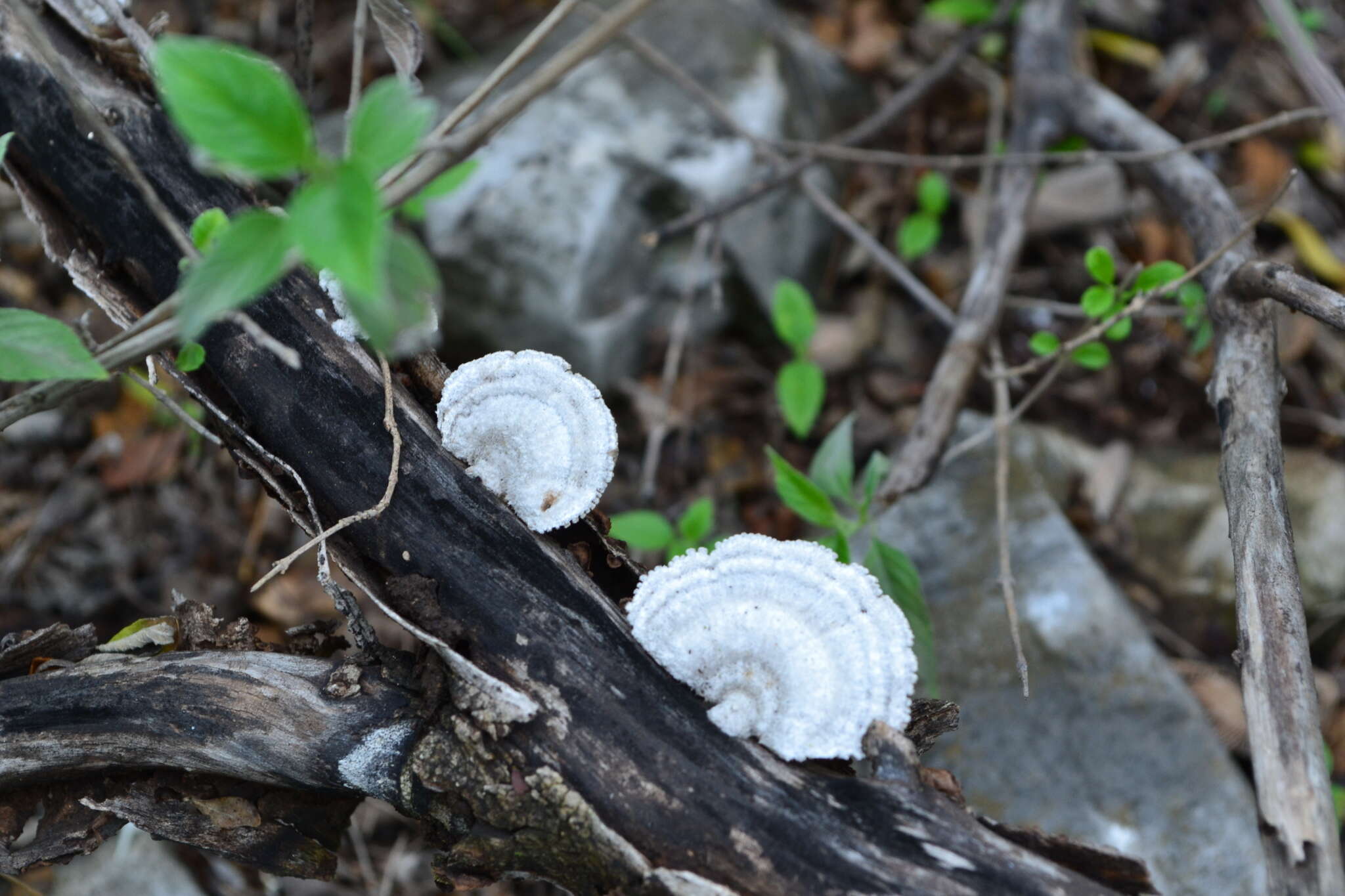 Sivun Trametes villosa (Sw.) Kreisel 1971 kuva