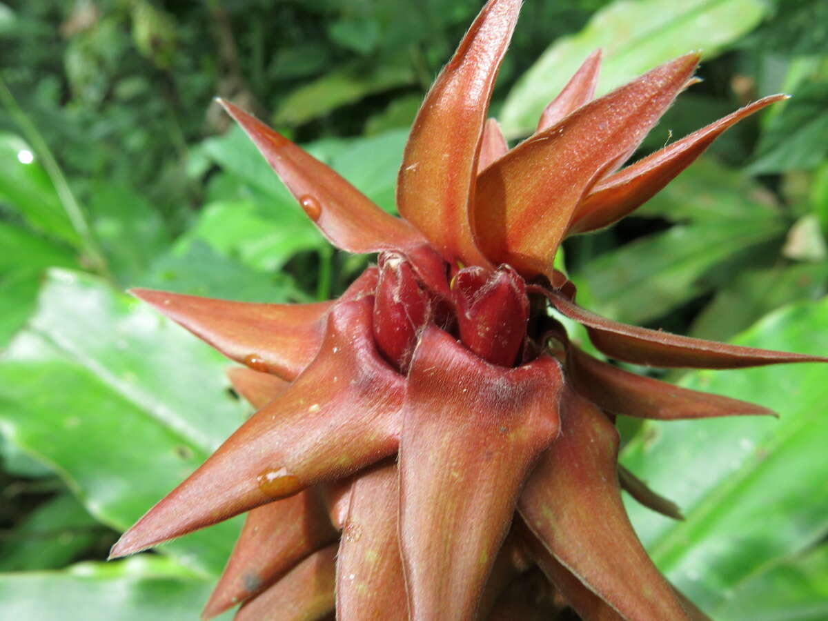 Image of Costus comosus var. bakeri (K. Schum.) Maas