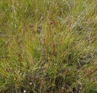 Image of Smooth sawgrass