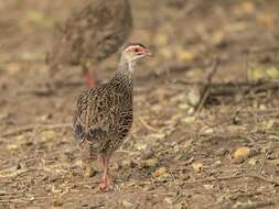 Pternistis clappertoni (Children & Vigors 1826) resmi