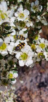 Image de Castiarina inconspicua (Saunders 1868)