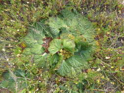 Image of Arctopus echinatus L.