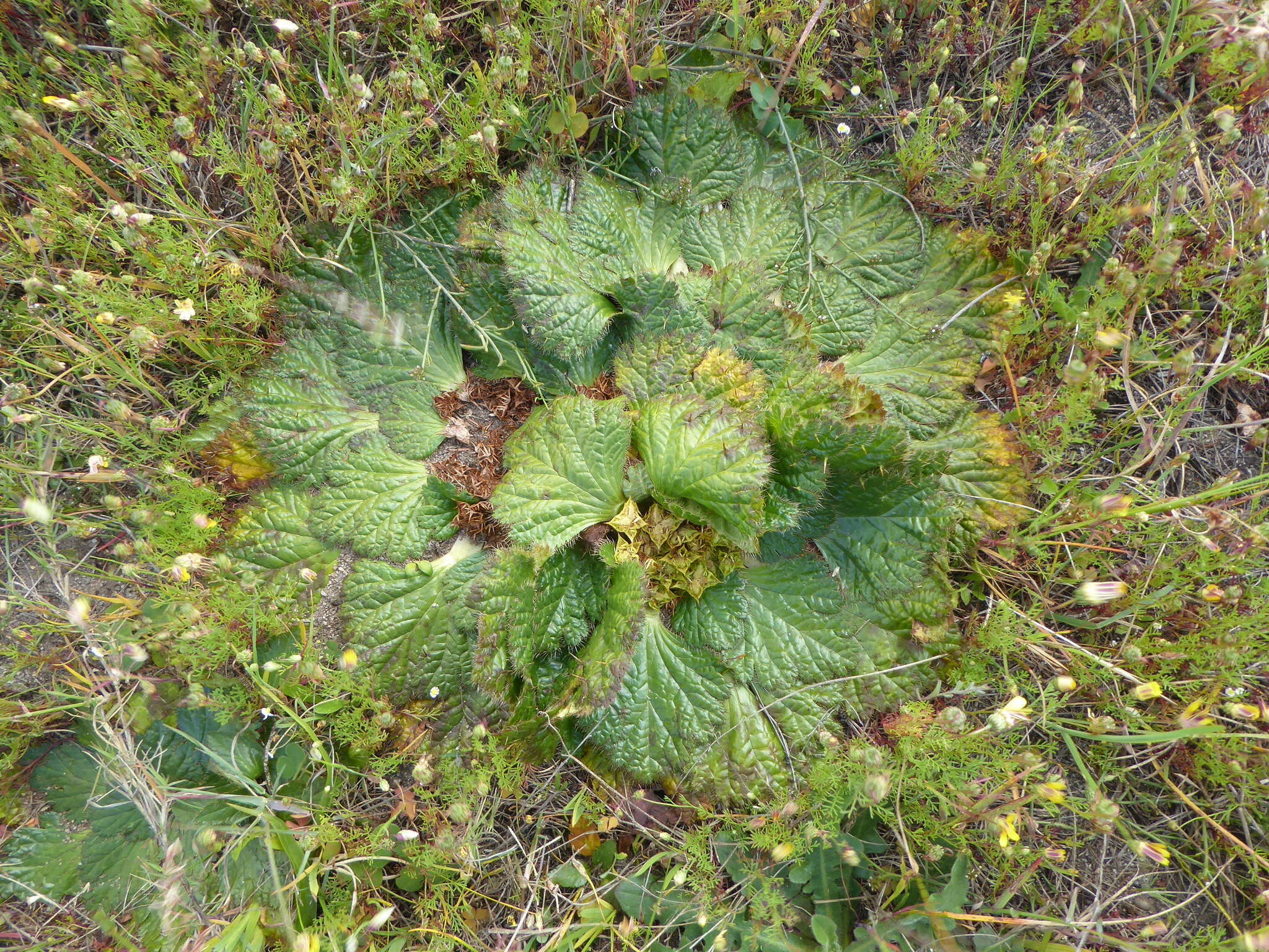 Image of Arctopus echinatus L.