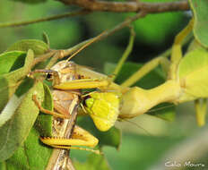 Image of Stagmatoptera biocellata Saussure 1869