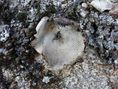 Image of navel lichen