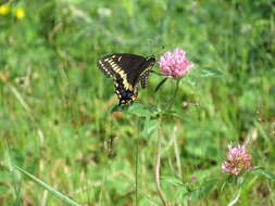 Image of Short-tailed Swallowtail