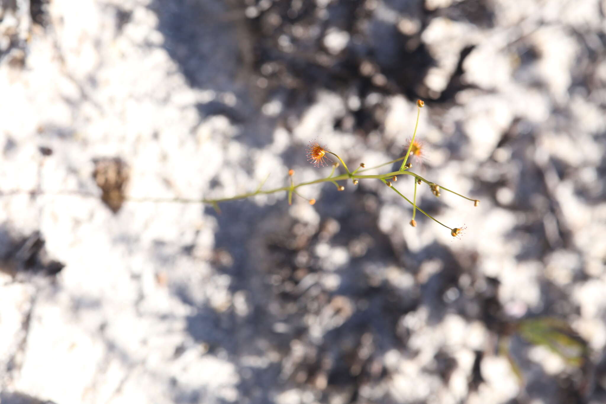 Image of Drosera neesii Lehm.