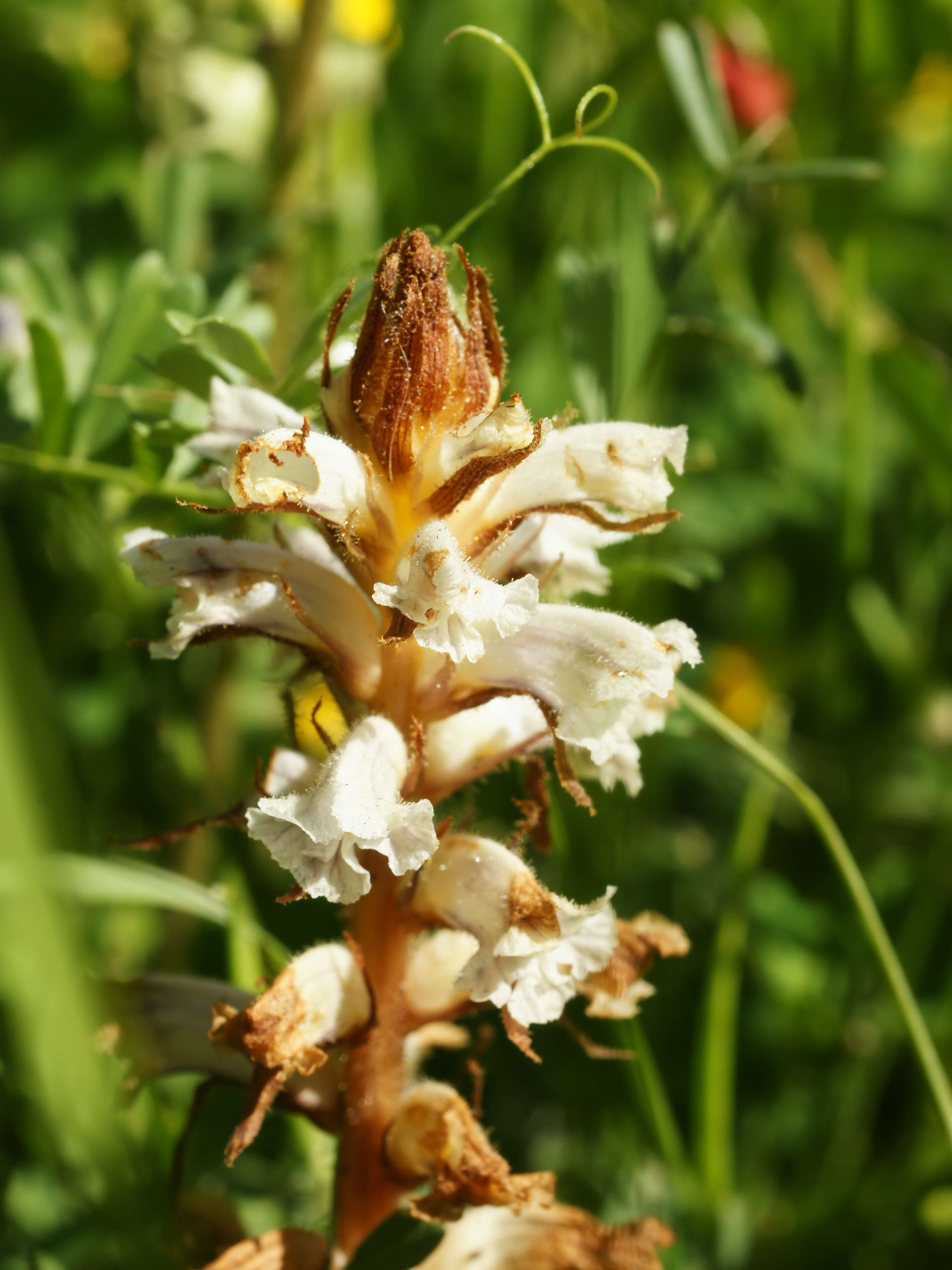 Image of bean broomrape