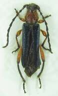 Image of Callimus (Procallimus) egregius Mulsant & Rey 1863