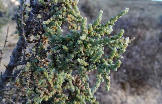 صورة Caroxylon aphyllum (L. fil.) N. N. Tzvelev