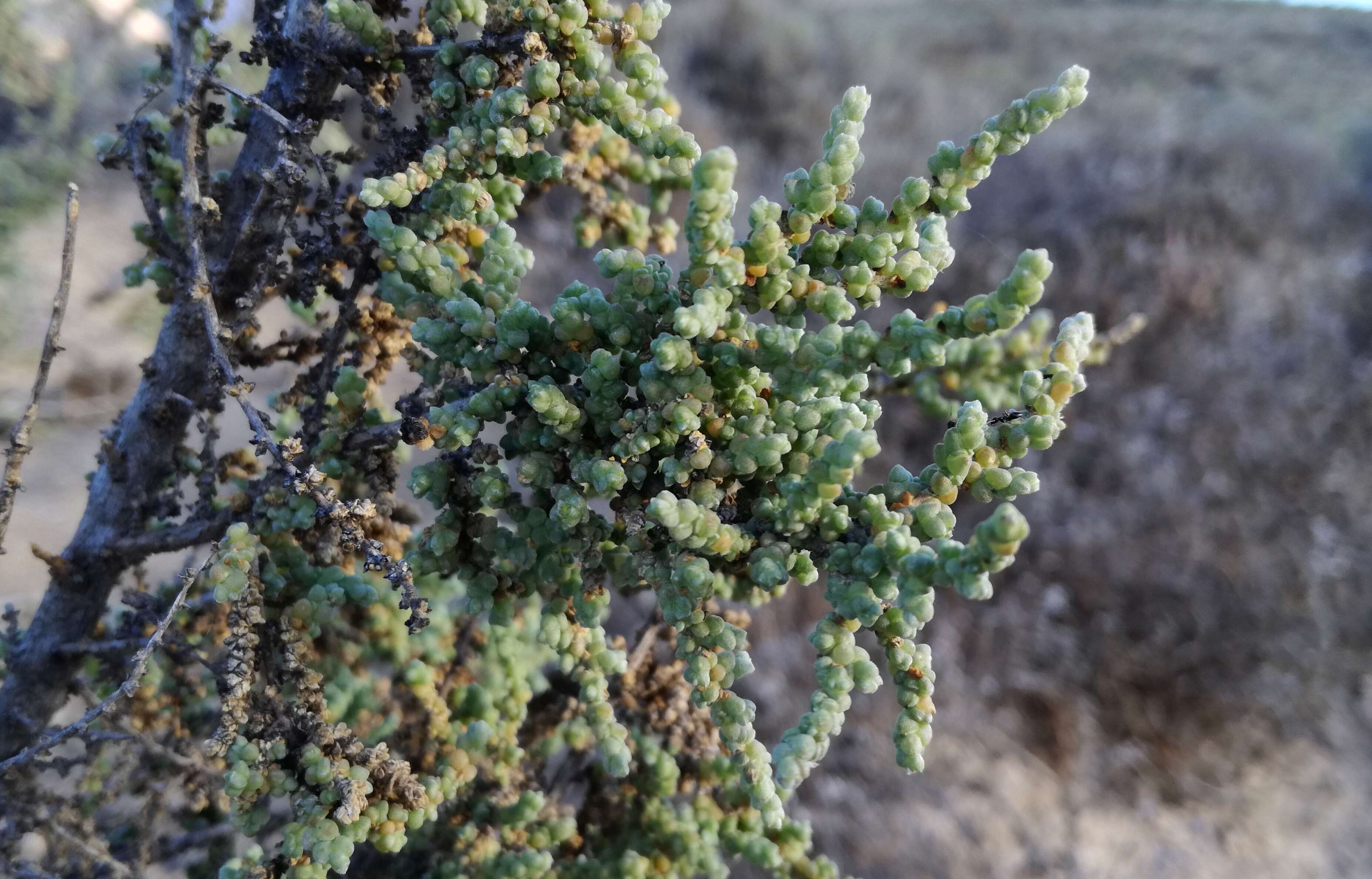 صورة Caroxylon aphyllum (L. fil.) N. N. Tzvelev