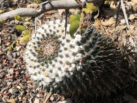 Image of Mammillaria formosa subsp. chionocephala (J. A. Purpus) D. R. Hunt