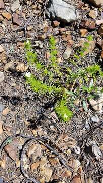 Image of Nuttall's linanthus