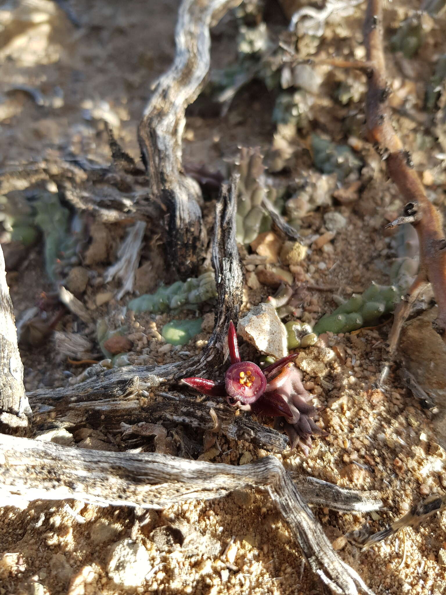 Image de Ceropegia caespitosa subsp. caespitosa