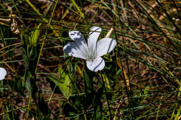 Imagem de Barleria meyeriana Nees