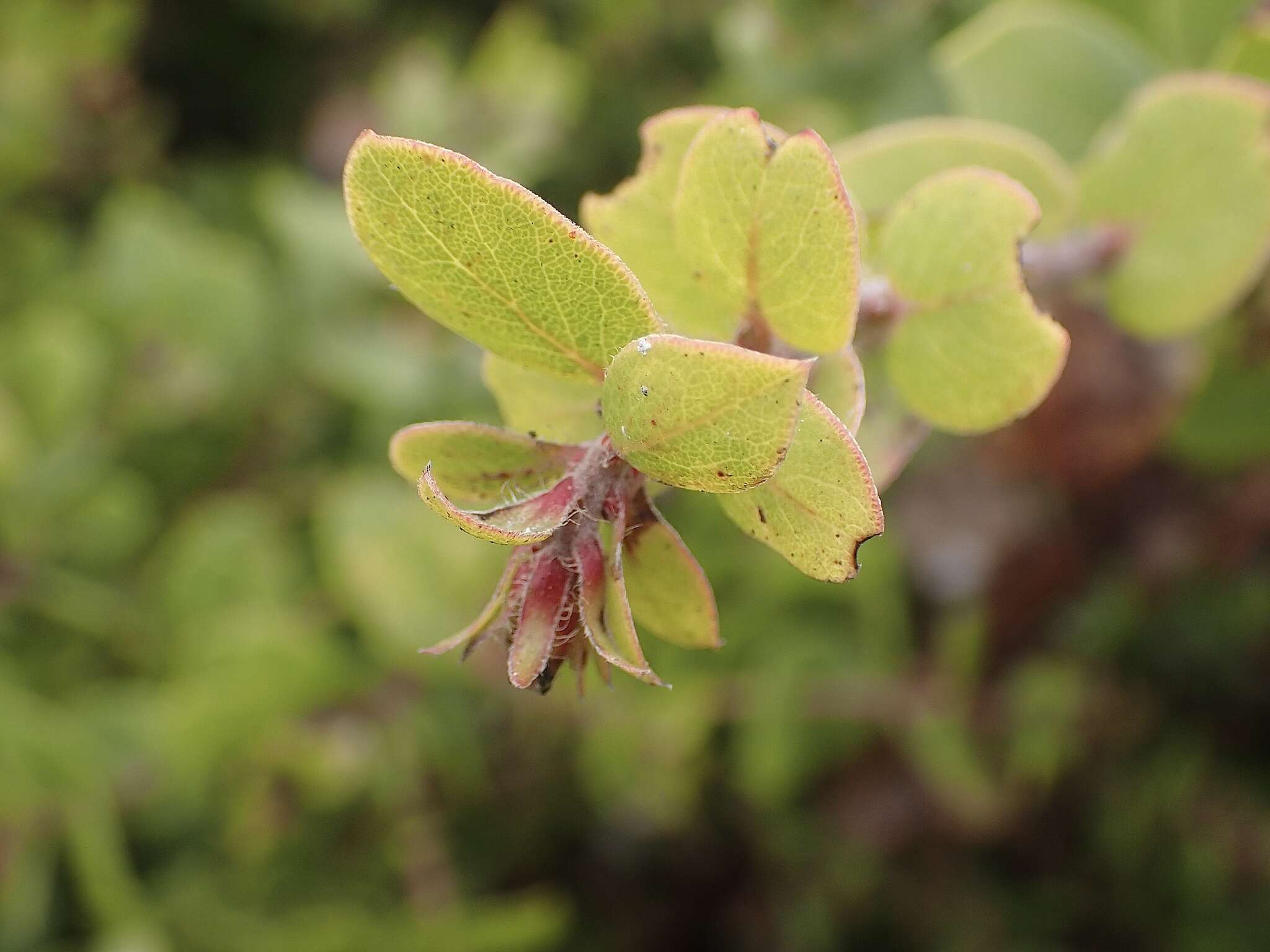 Plancia ëd Arctostaphylos pechoensis (Abrams) Dudley