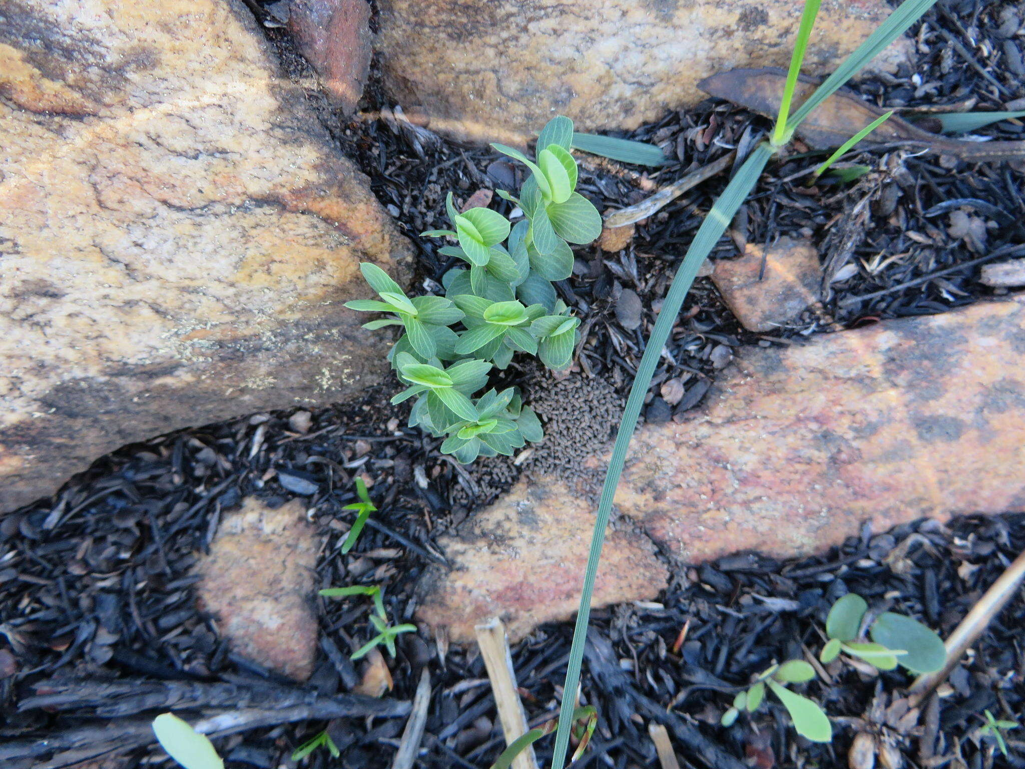 Image of Cliffortia pulchella var. pulchella