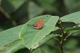 Image of Yasoda tripunctata (Hewitson 1863)