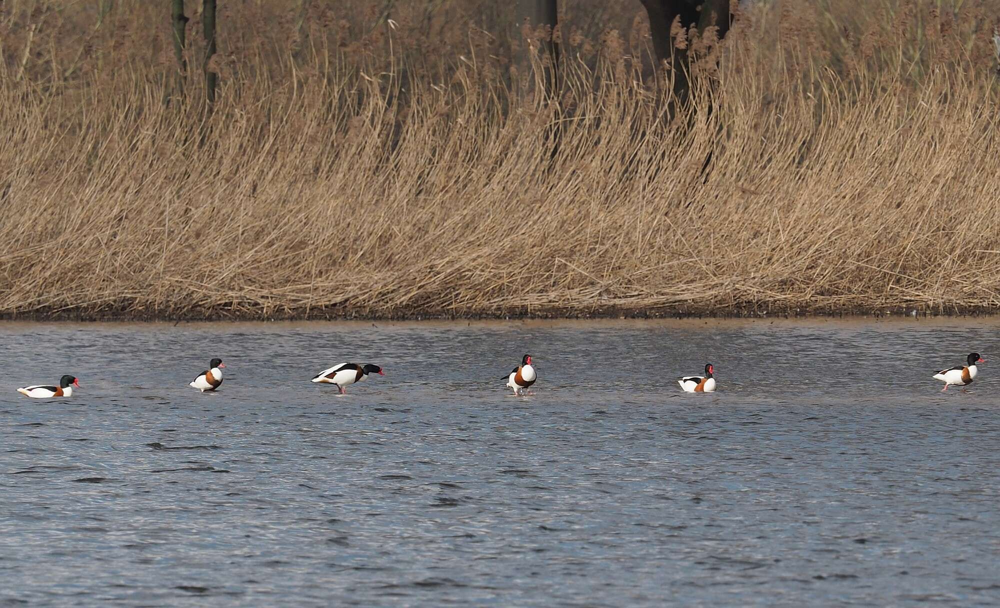 Image of shelduck, common shelduck