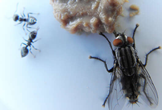 صورة Crematogaster peringueyi Emery 1895