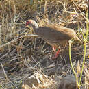 Image of Harwood's Spurfowl