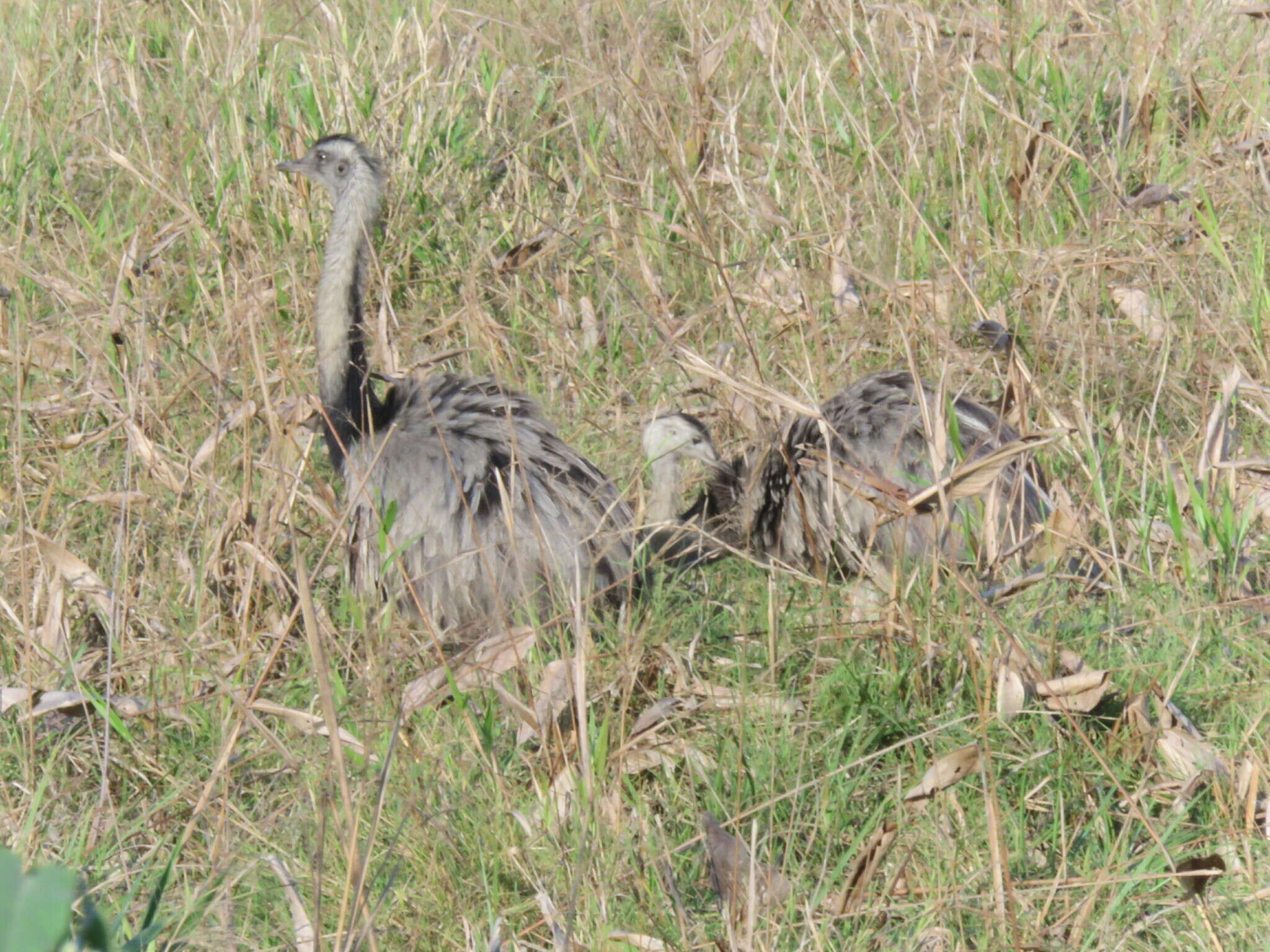 Image of Rhea americana araneipes Brodkorb 1938