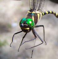 Image of Macromia illinoiensis georgina Selys 1878