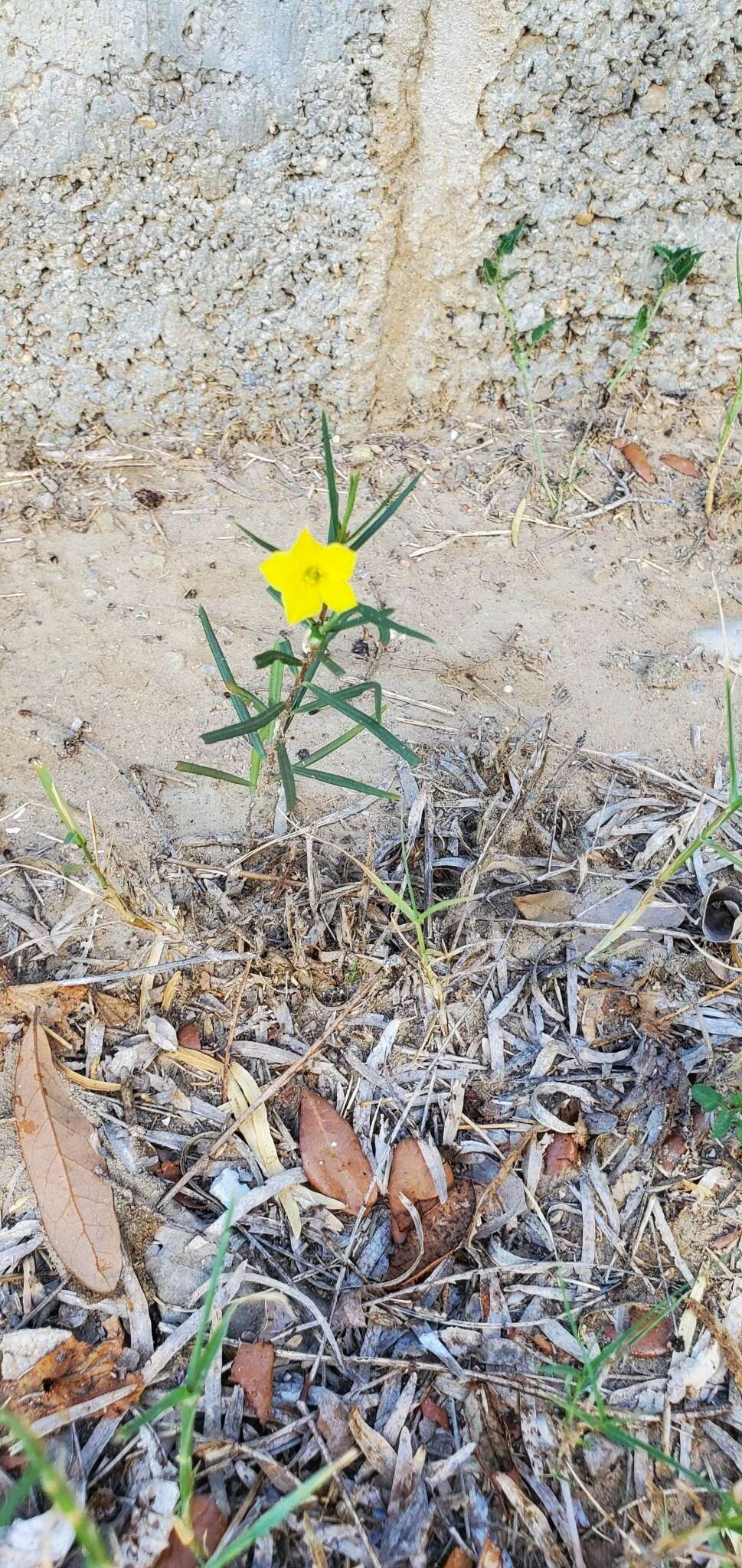 Image of Yellow Flameflower